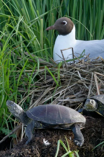 Naturpark Brenne Vogel und Schildkröten