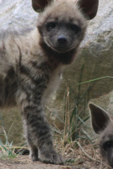 Zoo Hyäne
