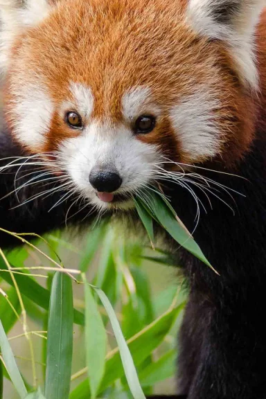 Zoo Panda