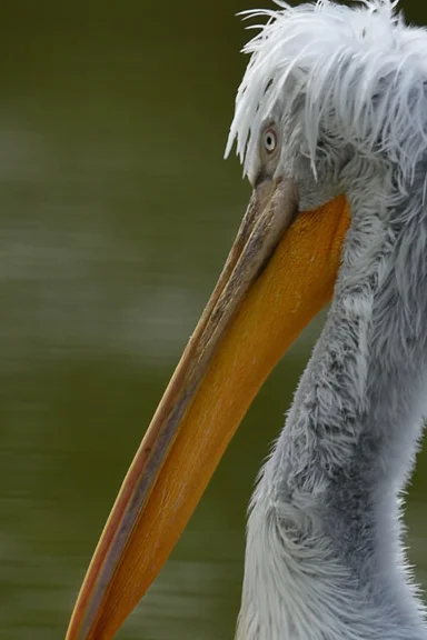 Zoo Pelikan